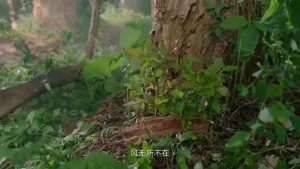 仁和集團(tuán)2024版宣傳片